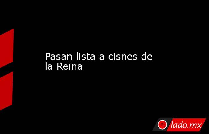 Pasan lista a cisnes de la Reina. Noticias en tiempo real