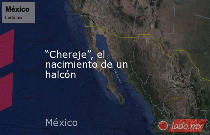 “Chereje”, el nacimiento de un halcón. Noticias en tiempo real