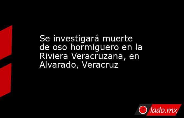 Se investigará muerte de oso hormiguero en la Riviera Veracruzana, en Alvarado, Veracruz. Noticias en tiempo real