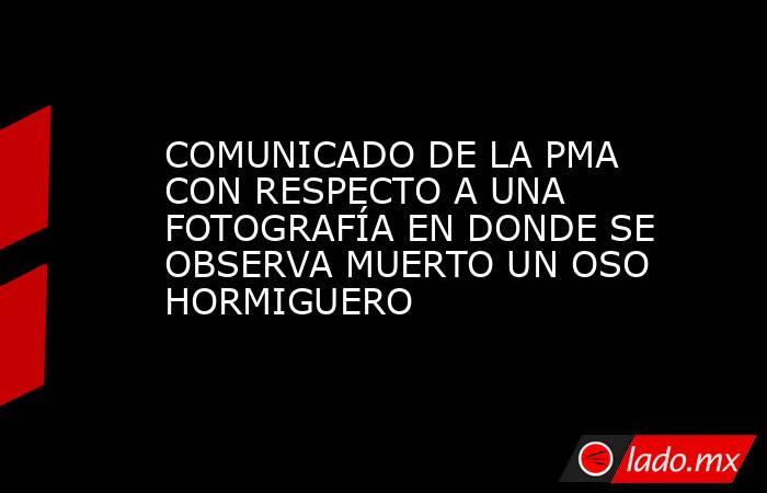 COMUNICADO DE LA PMA CON RESPECTO A UNA FOTOGRAFÍA EN DONDE SE OBSERVA MUERTO UN OSO HORMIGUERO. Noticias en tiempo real