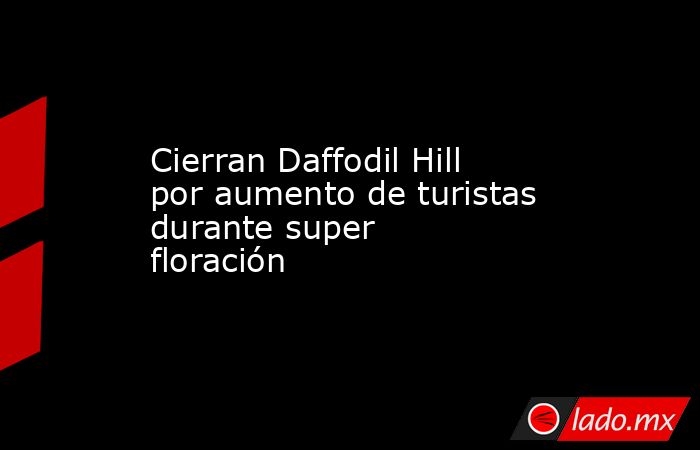Cierran Daffodil Hill por aumento de turistas durante super floración. Noticias en tiempo real