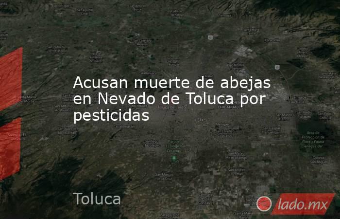 Acusan muerte de abejas en Nevado de Toluca por pesticidas. Noticias en tiempo real