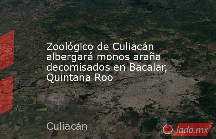 Zoológico de Culiacán albergará monos araña decomisados en Bacalar, Quintana Roo. Noticias en tiempo real