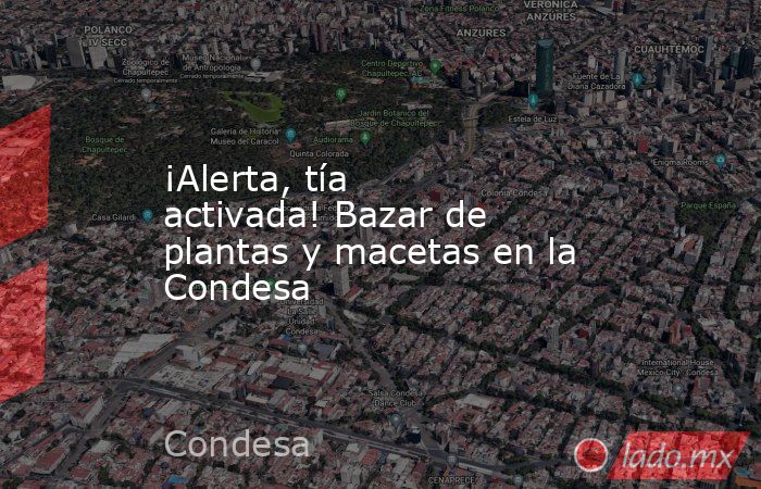 ¡Alerta, tía activada! Bazar de plantas y macetas en la Condesa. Noticias en tiempo real