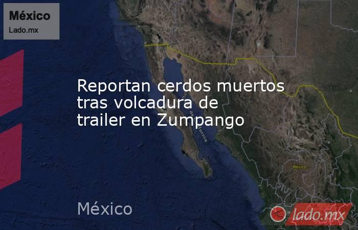 Reportan cerdos muertos tras volcadura de trailer en Zumpango. Noticias en tiempo real