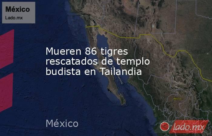 Mueren 86 tigres rescatados de templo budista en Tailandia. Noticias en tiempo real