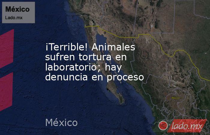 ¡Terrible! Animales sufren tortura en laboratorio; hay denuncia en proceso. Noticias en tiempo real