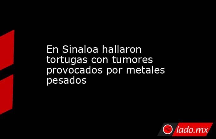 En Sinaloa hallaron tortugas con tumores provocados por metales pesados. Noticias en tiempo real