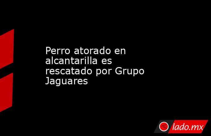 Perro atorado en alcantarilla es rescatado por Grupo Jaguares. Noticias en tiempo real