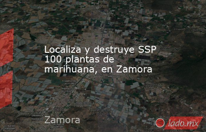 Localiza y destruye SSP 100 plantas de marihuana, en Zamora. Noticias en tiempo real