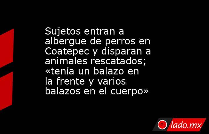 Sujetos entran a albergue de perros en Coatepec y disparan a animales rescatados; «tenía un balazo en la frente y varios balazos en el cuerpo». Noticias en tiempo real