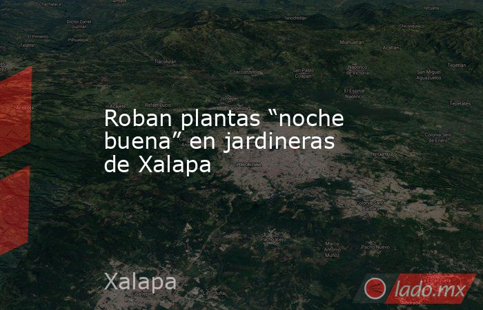Roban plantas “noche buena” en jardineras de Xalapa. Noticias en tiempo real