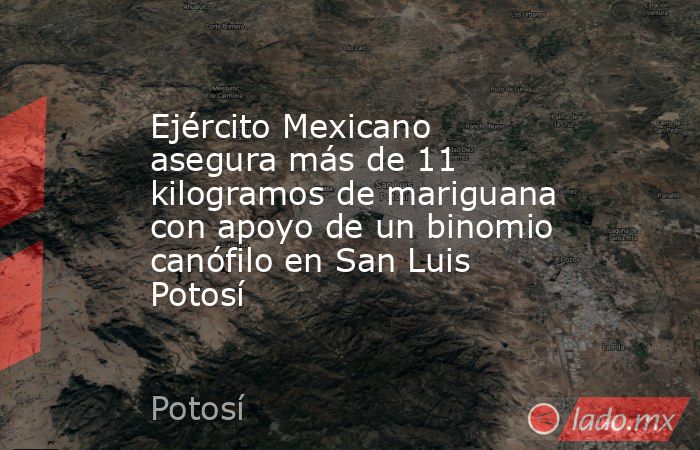Ejército Mexicano asegura más de 11 kilogramos de mariguana con apoyo de un binomio canófilo en San Luis Potosí. Noticias en tiempo real