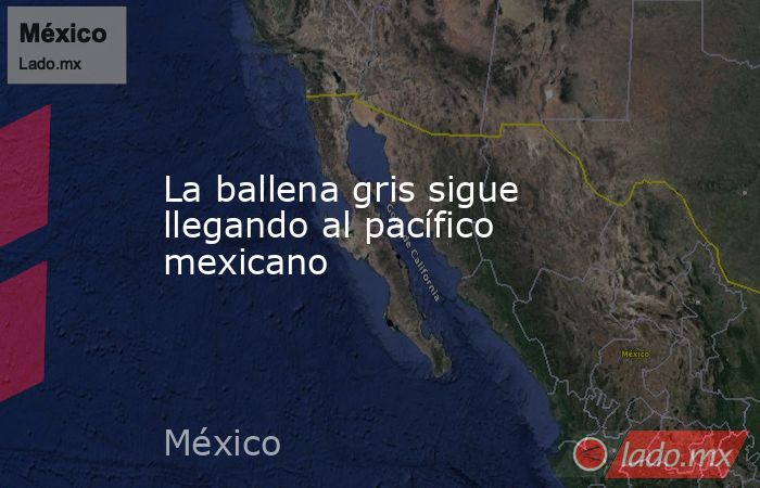 La ballena gris sigue llegando al pacífico mexicano. Noticias en tiempo real