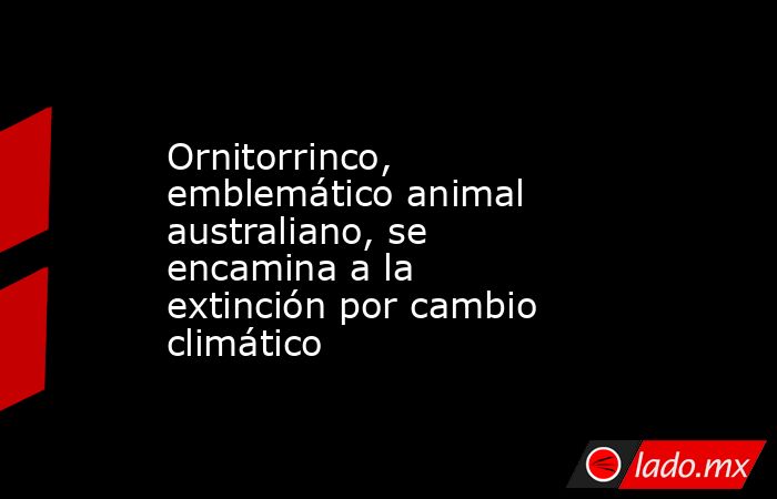 Ornitorrinco, emblemático animal australiano, se encamina a la extinción por cambio climático. Noticias en tiempo real