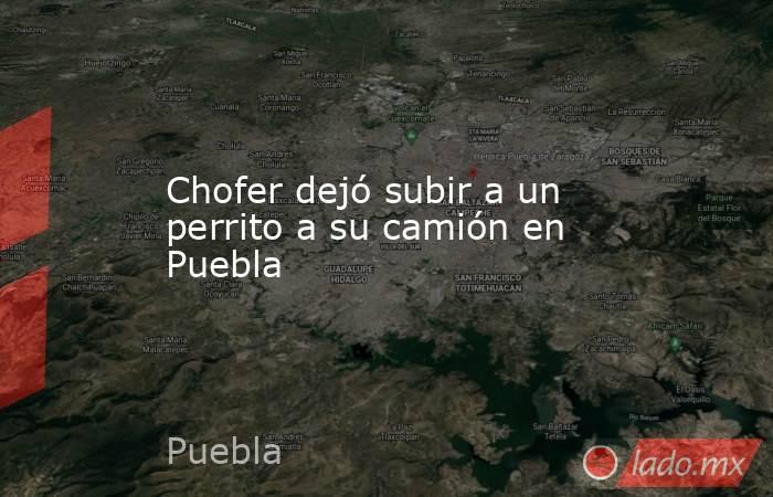 Chofer dejó subir a un perrito a su camión en Puebla. Noticias en tiempo real