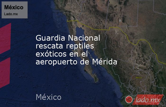 Guardia Nacional rescata reptiles exóticos en el aeropuerto de Mérida. Noticias en tiempo real