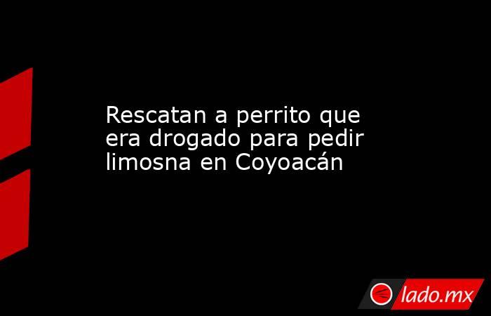 Rescatan a perrito que era drogado para pedir limosna en Coyoacán. Noticias en tiempo real