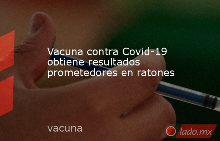 Vacuna contra Covid-19 obtiene resultados prometedores en ratones. Noticias en tiempo real