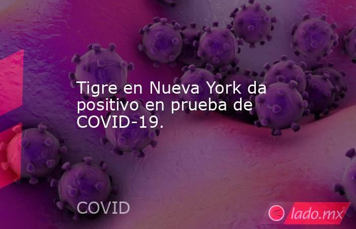 Tigre en Nueva York da positivo en prueba de COVID-19.. Noticias en tiempo real