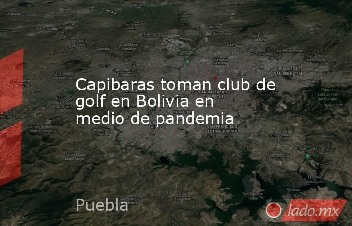 Capibaras toman club de golf en Bolivia en medio de pandemia. Noticias en tiempo real