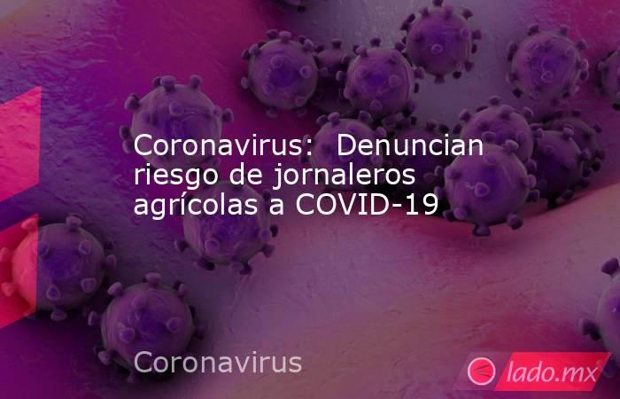 Coronavirus:  Denuncian riesgo de jornaleros agrícolas a COVID-19. Noticias en tiempo real