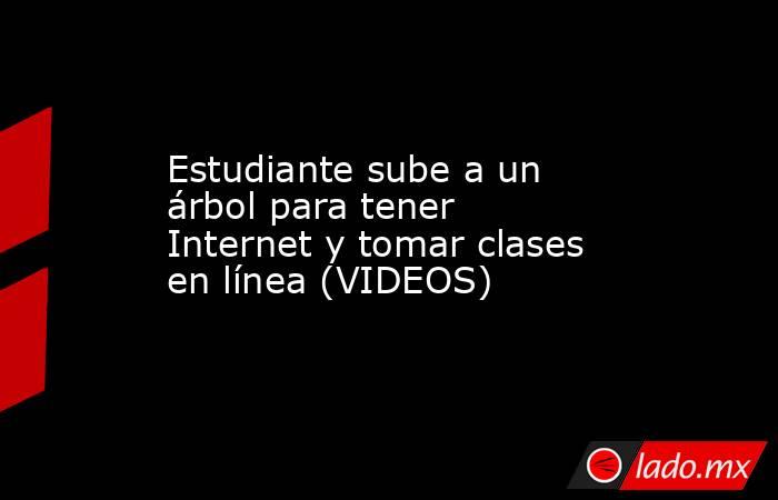 Estudiante sube a un árbol para tener Internet y tomar clases en línea (VIDEOS). Noticias en tiempo real