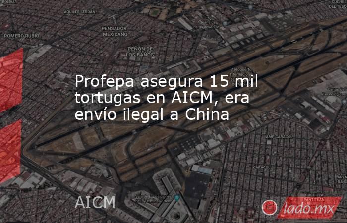 Profepa asegura 15 mil tortugas en AICM, era envío ilegal a China. Noticias en tiempo real