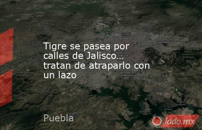 Tigre se pasea por calles de Jalisco… tratan de atraparlo con un lazo. Noticias en tiempo real