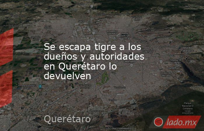 Se escapa tigre a los dueños y autoridades en Querétaro lo devuelven. Noticias en tiempo real