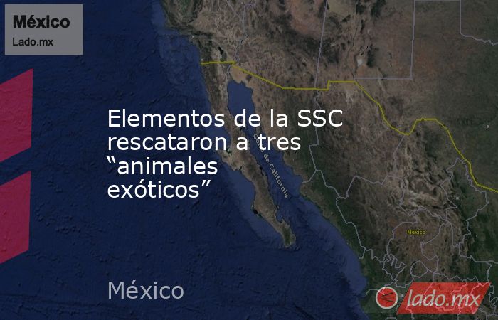 Elementos de la SSC rescataron a tres “animales exóticos”. Noticias en tiempo real