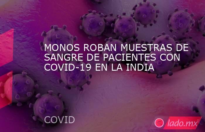 MONOS ROBAN MUESTRAS DE SANGRE DE PACIENTES CON COVID-19 EN LA INDIA. Noticias en tiempo real