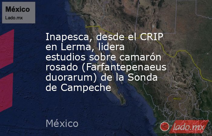 Inapesca, desde el CRIP en Lerma, lidera estudios sobre camarón rosado (Farfantepenaeus duorarum) de la Sonda de Campeche. Noticias en tiempo real