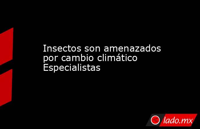 Insectos son amenazados por cambio climático Especialistas. Noticias en tiempo real