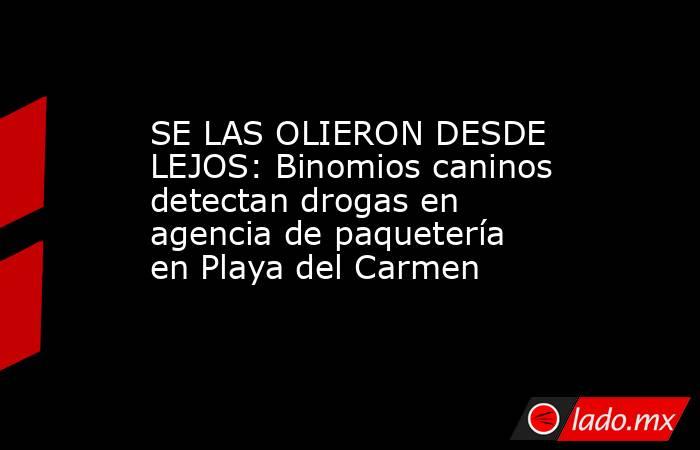 SE LAS OLIERON DESDE LEJOS: Binomios caninos detectan drogas en agencia de paquetería en Playa del Carmen. Noticias en tiempo real