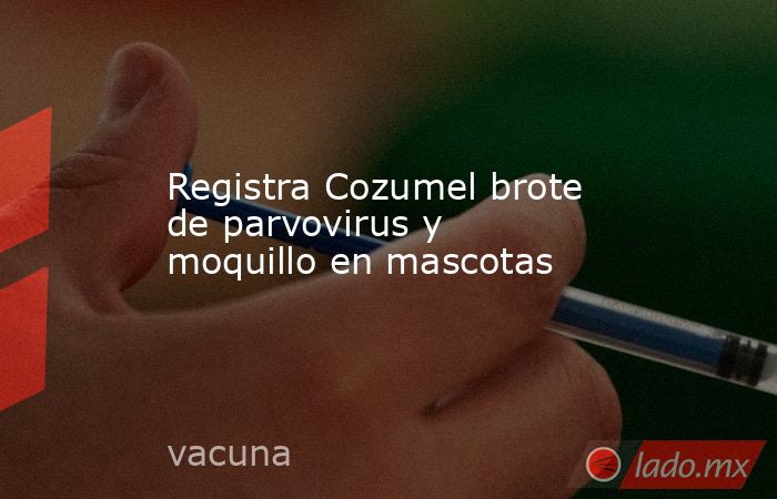 Registra Cozumel brote de parvovirus y moquillo en mascotas. Noticias en tiempo real