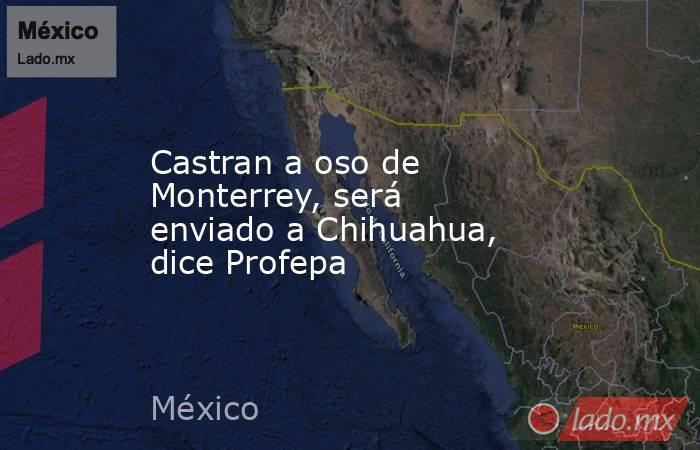 Castran a oso de Monterrey, será enviado a Chihuahua, dice Profepa. Noticias en tiempo real