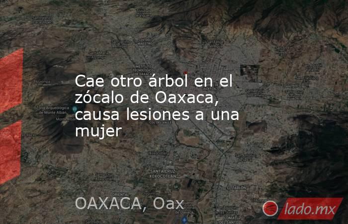 Cae otro árbol en el zócalo de Oaxaca, causa lesiones a una mujer. Noticias en tiempo real