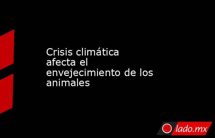 Crisis climática afecta el envejecimiento de los animales. Noticias en tiempo real