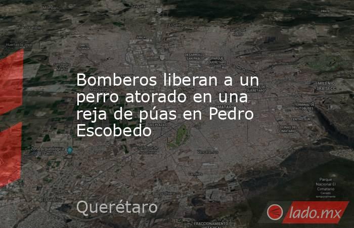 Bomberos liberan a un perro atorado en una reja de púas en Pedro Escobedo. Noticias en tiempo real