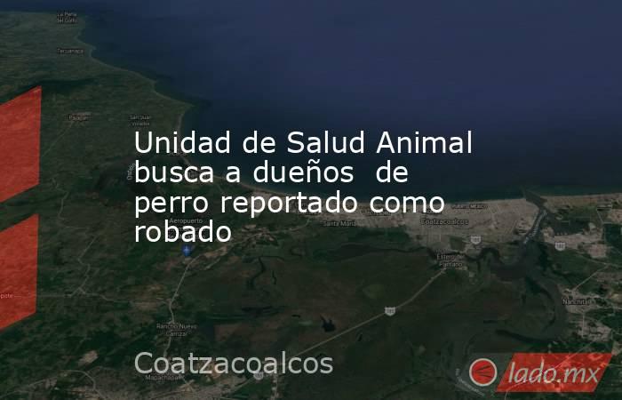 Unidad de Salud Animal busca a dueños  de perro reportado como robado. Noticias en tiempo real