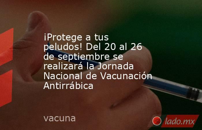 ¡Protege a tus peludos! Del 20 al 26 de septiembre se realizará la Jornada Nacional de Vacunación Antirrábica. Noticias en tiempo real