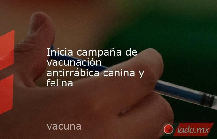 Inicia campaña de vacunación antirrábica canina y felina. Noticias en tiempo real