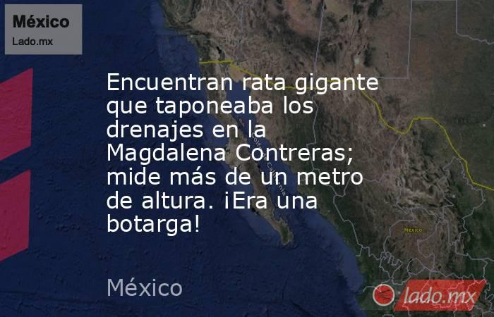 Encuentran rata gigante que taponeaba los drenajes en la Magdalena Contreras; mide más de un metro de altura. ¡Era una botarga!. Noticias en tiempo real