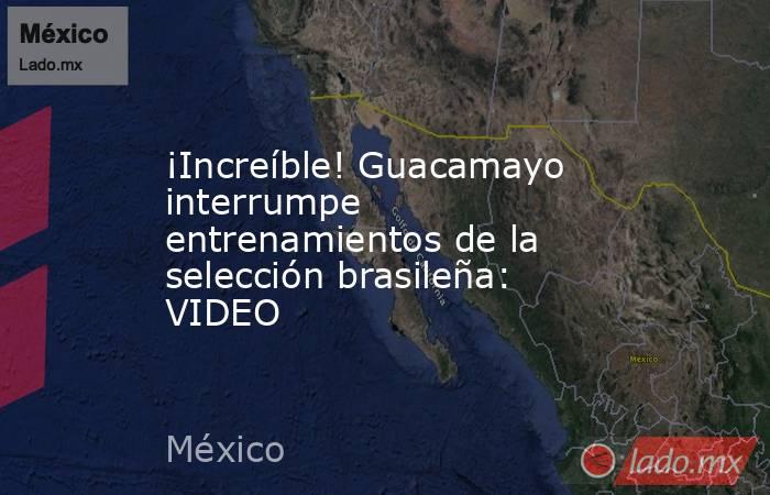 ¡Increíble! Guacamayo interrumpe entrenamientos de la selección brasileña: VIDEO. Noticias en tiempo real