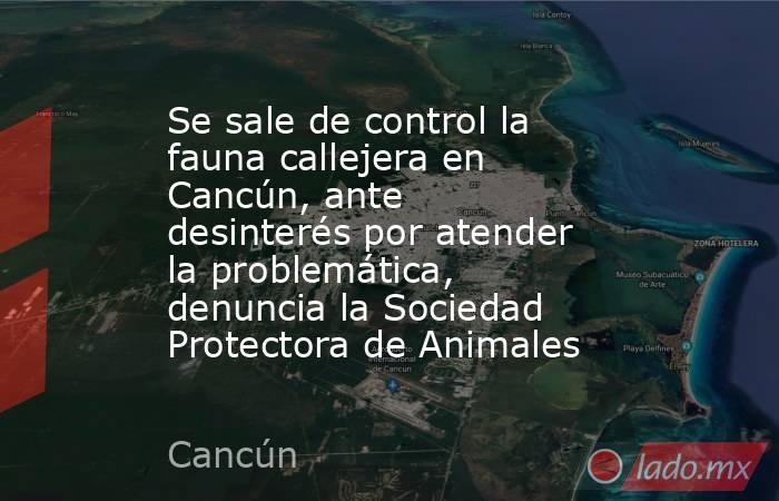 Se sale de control la fauna callejera en Cancún, ante desinterés por atender la problemática, denuncia la Sociedad Protectora de Animales. Noticias en tiempo real