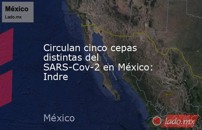 Circulan cinco cepas distintas del SARS-Cov-2 en México: Indre. Noticias en tiempo real
