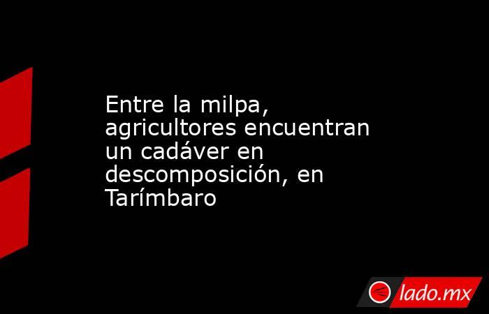 Entre la milpa, agricultores encuentran un cadáver en descomposición, en Tarímbaro. Noticias en tiempo real