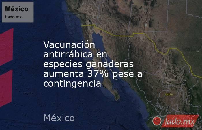 Vacunación antirrábica en especies ganaderas aumenta 37% pese a contingencia. Noticias en tiempo real