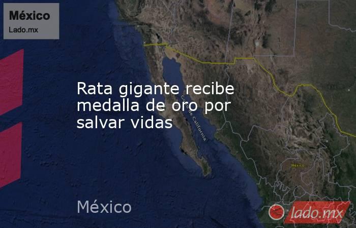 Rata gigante recibe medalla de oro por salvar vidas. Noticias en tiempo real